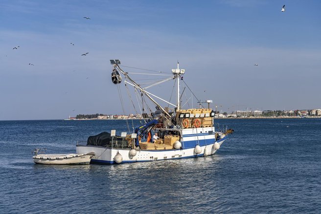 jadran ribici delfini ribe tezave obup hrana turisti prizor obala morje