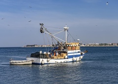 Ribiči na Jadranu vse bolj obupani zaradi požeruha iz globin: ko vidijo tole, se le primejo za glave in odidejo nazaj na kopno