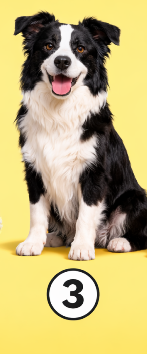 3 Borderski ovčar Če ste izbrali borderskega ovčarja, ste verjetno zelo aktivna, energična in inteligentna oseba. Radi imate izzive in …