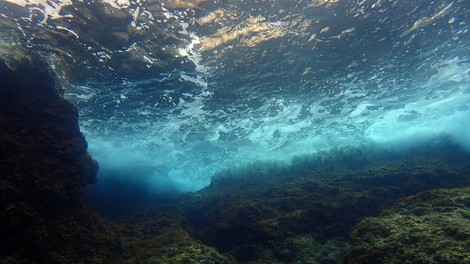 hvar jadran otok morje riba velika plamenka strup nevarnost ribici invazija hrvaska katastrofa