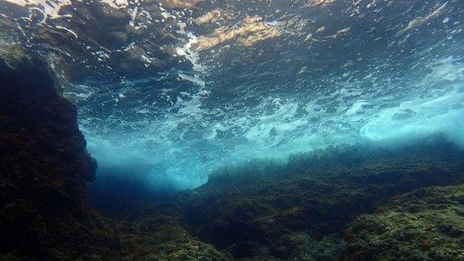 V Jadranskem morju se odvija grozljivka: širi se kot požar in uničuje vse pred sabo, ribiči vse bolj obupani