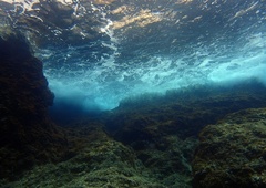 V Jadranskem morju se odvija grozljivka: širi se kot požar in uničuje vse pred sabo, ribiči vse bolj obupani