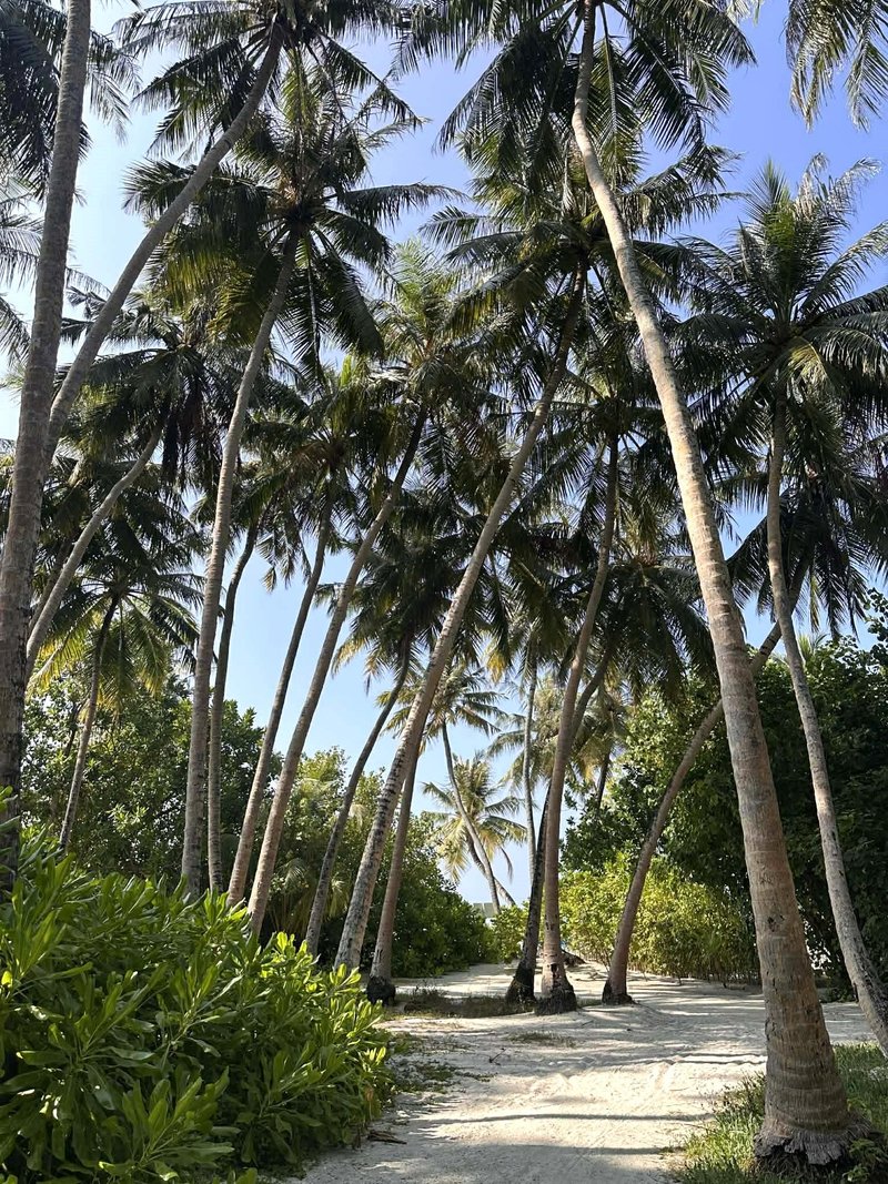 Maldivi palme
