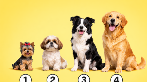 Katera pasma vam je najbolj všeč? Preprost test, ki razkrije vaš pravi karakter