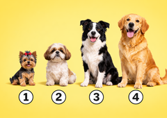 Katera pasma vam je najbolj všeč? Preprost test, ki razkrije vaš pravi karakter