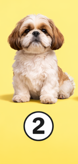 2 Shih-tzu Če ste izbrali to vrsto psa, ste verjetno mirna, nežna in čustveno topla oseba. Radi imate občutek bližine …