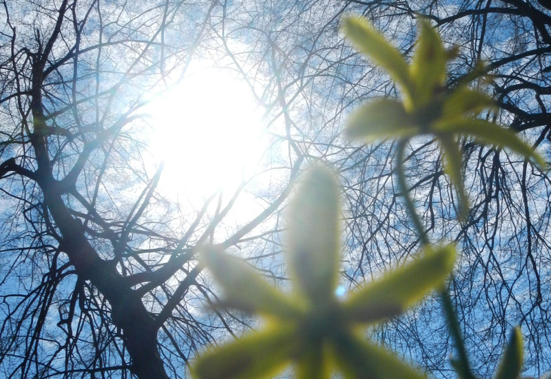 sonce, pomlad