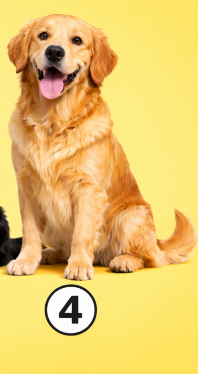 4 Zlati prinašalec Če ste izbrali zlatega prinašalca, ste po naravi zelo prijazna, odprta in topla oseba. Radi ste med …