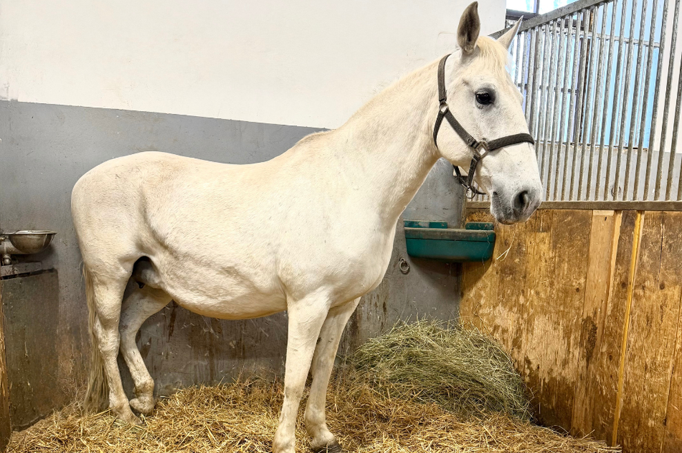 V Kobilarni Lipica nastalo novo življenje: poglejte, kako simpatična in prisrčna je mala žrebička (FOTO) (foto: Kobilarna Lipica)