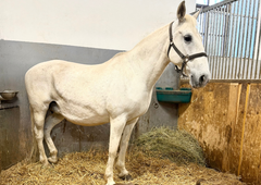 V Kobilarni Lipica nastalo novo življenje: poglejte, kako simpatična in prisrčna je mala žrebička (FOTO)