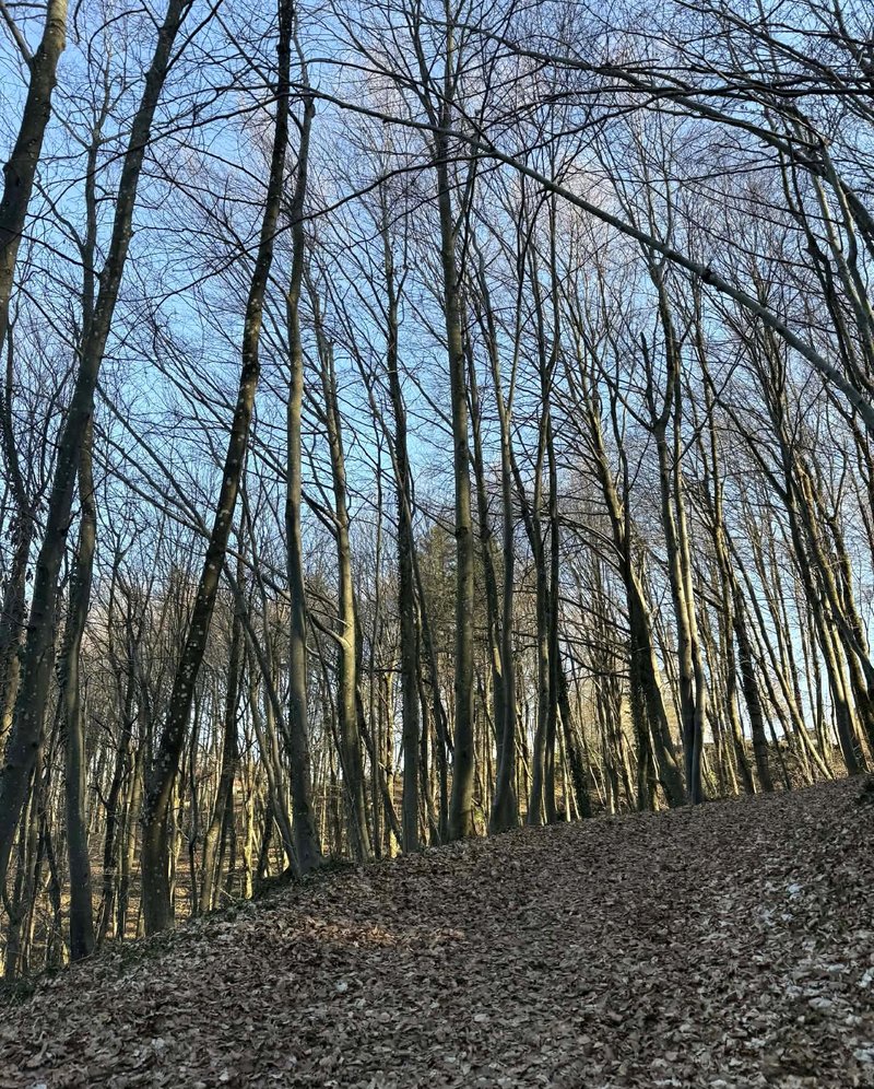gozd Zaplaze Marijin studenec Dolenjska