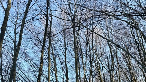 gozd Zaplaze Marijin studenec Dolenjska