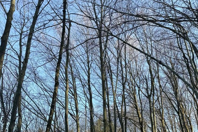 gozd Zaplaze Marijin studenec Dolenjska