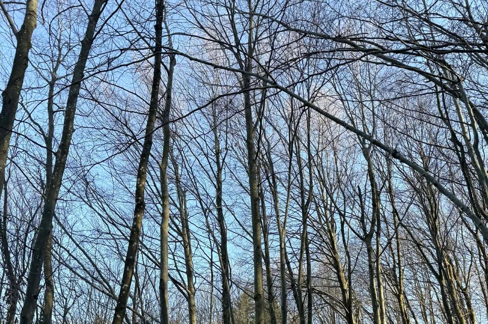 Z dronom so v gozdu iskali pogrešanca, a posneli so divjo zver, ob kateri marsikomu zaledeni kri v žilah (foto: Ma.Po.)