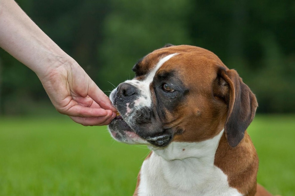 Bokser Bokser je zelo energičen, a hkrati prijazen pes, ki je lahko odlična izbira za družine z nekoliko starejšimi in …
