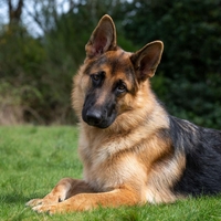 nemški ovčar pes živali