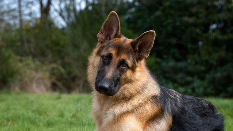 nemški ovčar pes živali