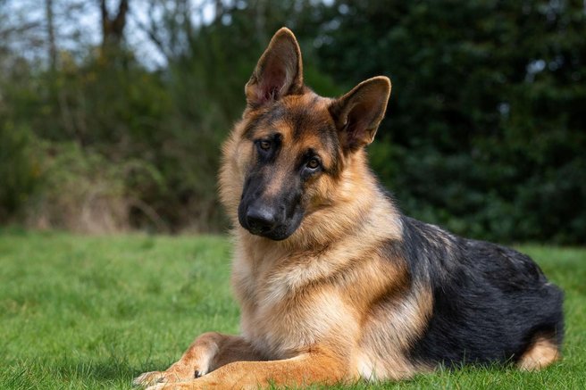 nemški ovčar pes živali