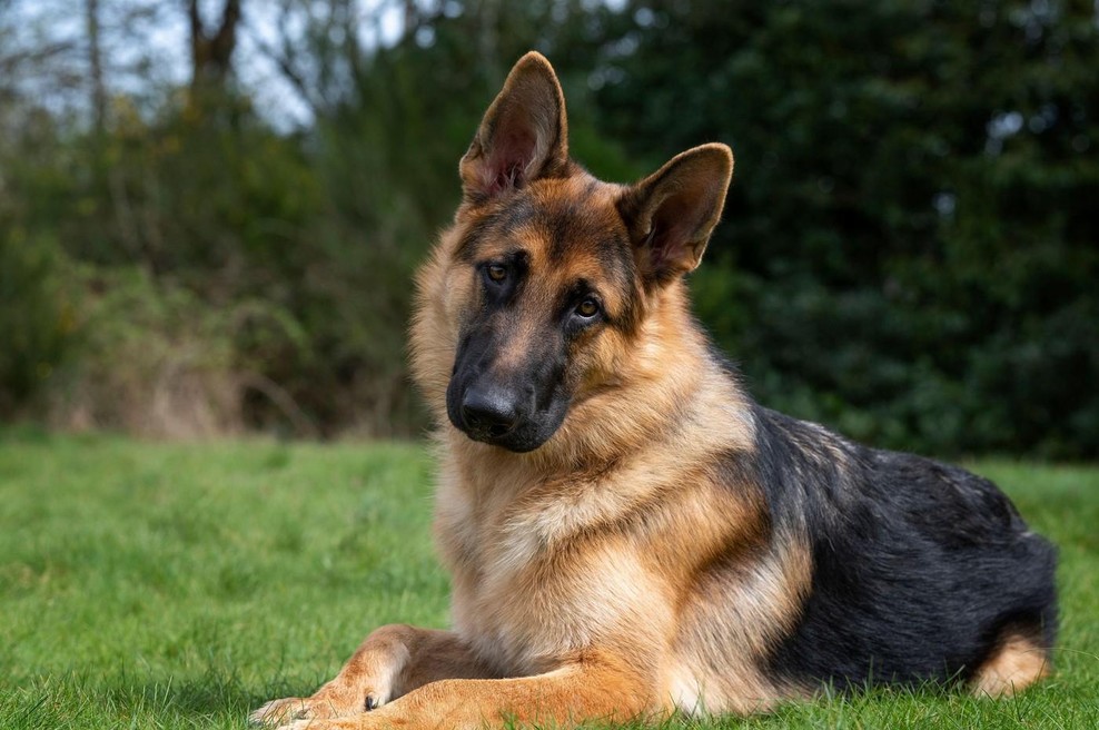 Psi zaznajo stvari, ki jih ljudje spregledamo: če se v bližini nekoga vedejo tako, vam ta oseba ne želi nič dobrega (foto: Profimedia)