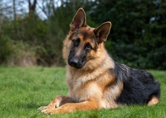 Psi zaznajo stvari, ki jih ljudje spregledamo: če se v bližini nekoga vedejo tako, vam ta oseba ne želi nič dobrega