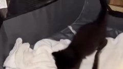 Potepuške mačke zapuščena hiša nepremičnina