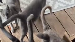 Potepuške mačke zapuščena hiša nepremičnina