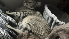 Potepuške mačke zapuščena hiša nepremičnina