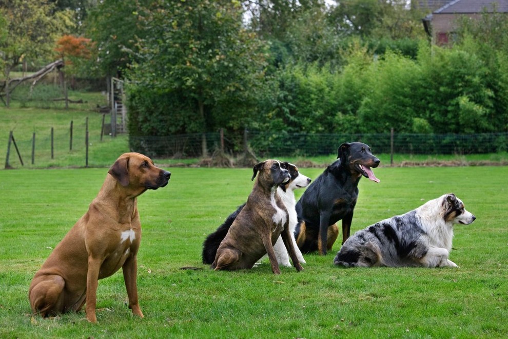 Nekateri psi so na prvi pogled videti zastrašujoči, v resnici pa so zelo nežni in ljubeči do svojih lastnikov. Prav …