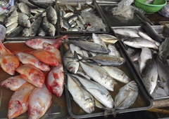 To je ena najslabših izbir med ribami: škodi srcu in zvišuje holesterol, a mnogi jo še vedno kupujejo