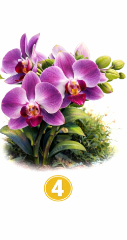 Roža 4 Če ste izbrali to rožo, ste ustvarjalna, zanimiva in edinstvena osebnost. Razmišljate nekoliko drugače kot večina ljudi, kar …