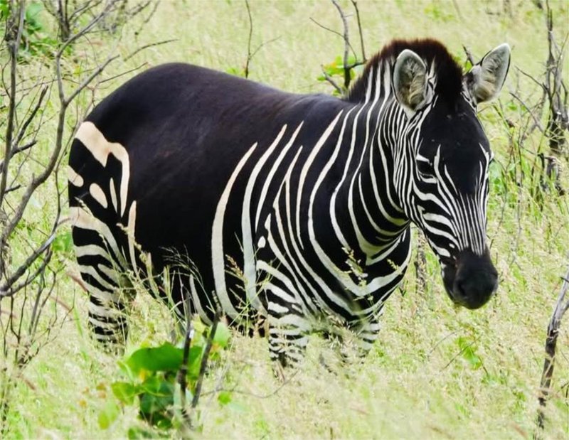 Turisti odšli na safari, nato pa obstali odprtih ust: kaj takega še niso videli