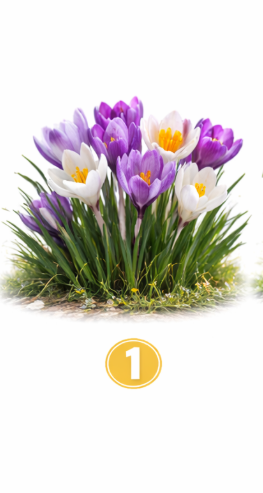 1 Žafran Če ste izbrali žafran, ste oseba, ki deluje mirno, vendar hkrati zelo posebno. Ne potrebujete veliko pozornosti, da …