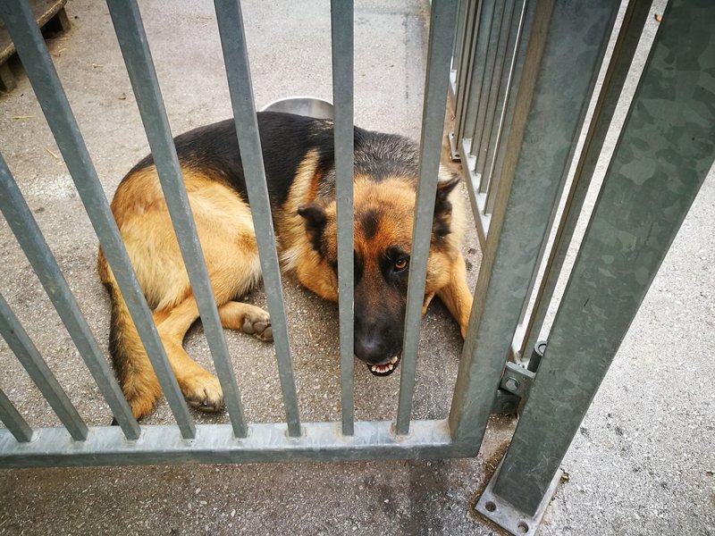 Statistika, ki trga srce! Na tisoče zapuščenih čaka nov dom