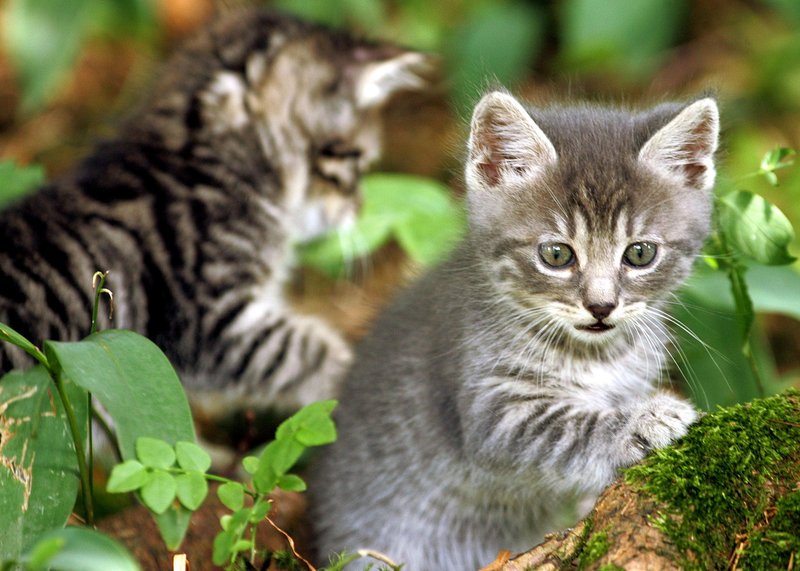 Statistika, ki trga srce! Na tisoče zapuščenih čaka nov dom