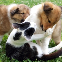 pes živali mačka pes zavetišče