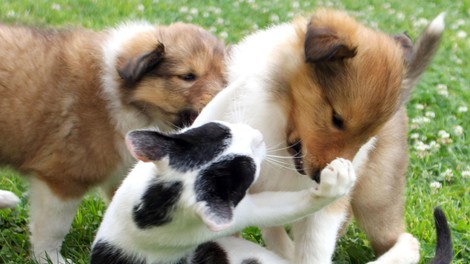 pes živali mačka pes zavetišče