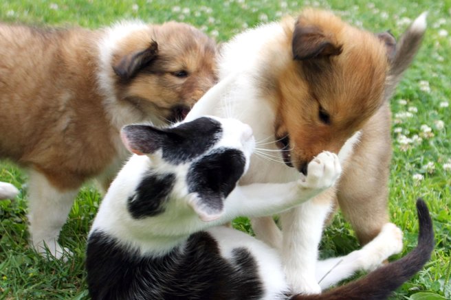 pes živali mačka pes zavetišče