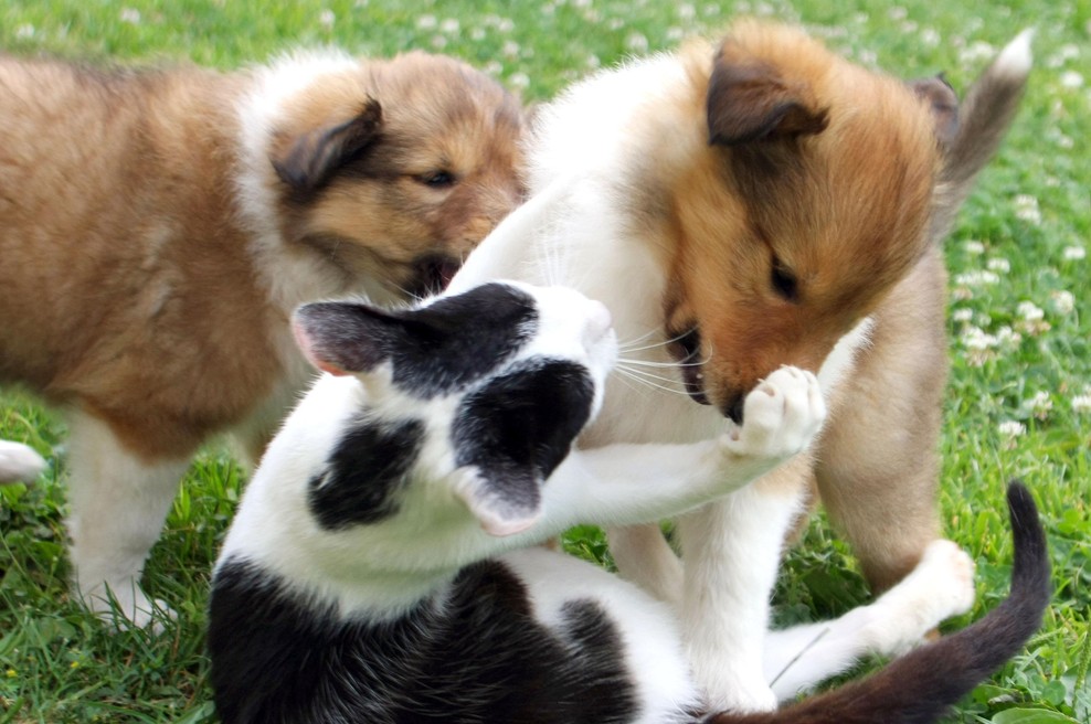 Statistika, ki trga srce! Na tisoče zapuščenih čaka nov dom (foto: Tina Kosec/Bobo)