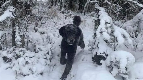 Kaj vidite na fotografiji? Optična iluzija, ki je zmedla ves svet