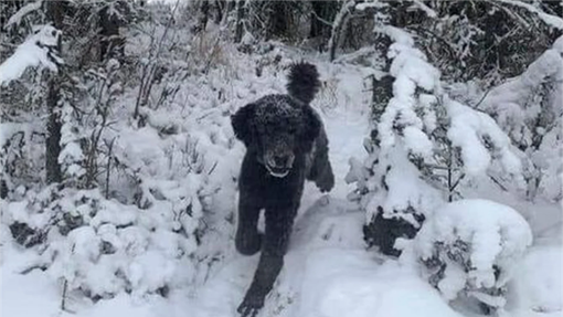 Kaj vidite na fotografiji? Optična iluzija, ki je zmedla ves svet