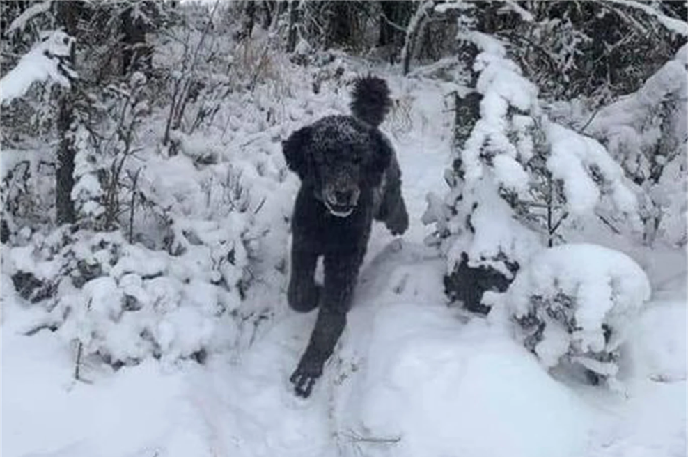 Kaj vidite na fotografiji? Optična iluzija, ki je zmedla ves svet (foto: Facebook/RIX MorronZoo)