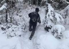 Kaj vidite na fotografiji? Optična iluzija, ki je zmedla ves svet