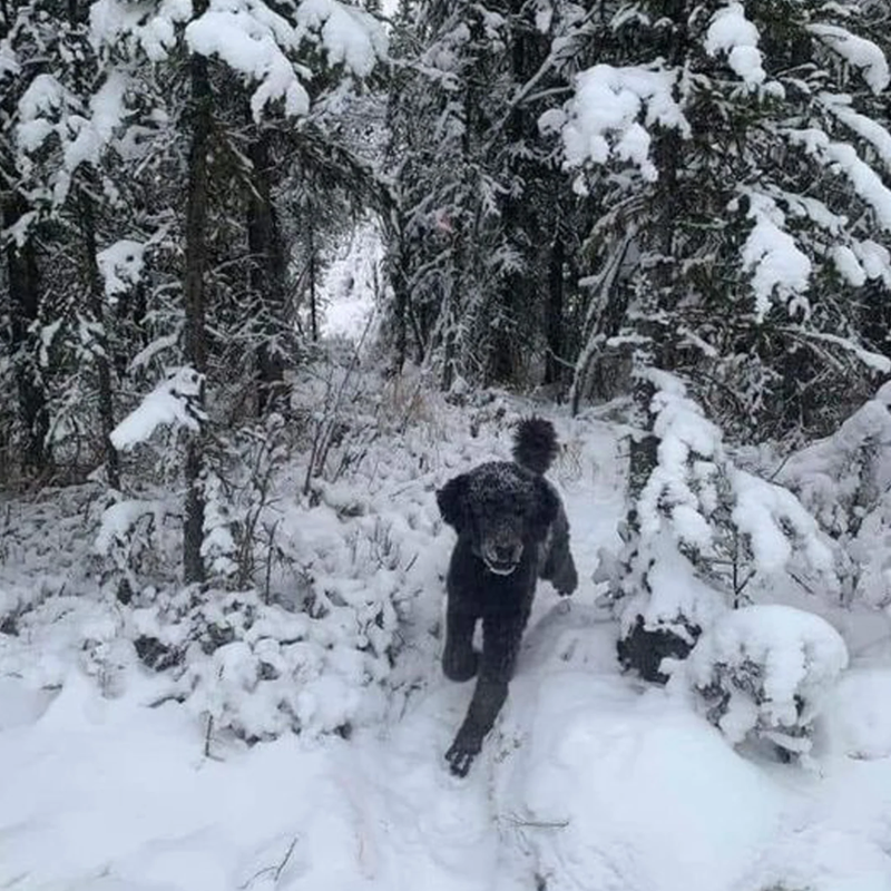 Kaj vidite na fotografiji? Optična iluzija, ki je zmedla ves svet