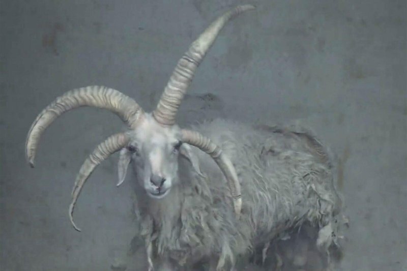 Turisti hitijo v živalski vrt, da bi videli nenavadno žival: tega prizora ne bodo nikoli pozabili