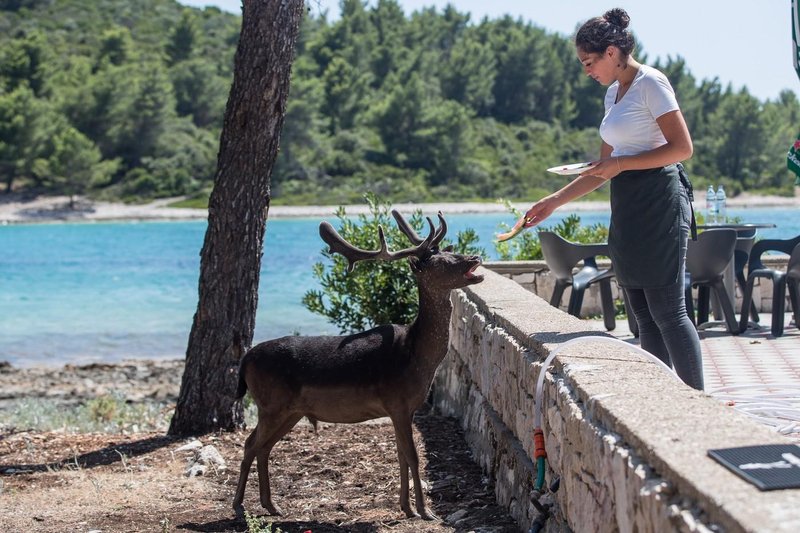 Badija otok jelen