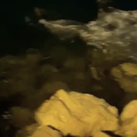 divje svinje prasici hrvaska ist jadransko morje otoki morje