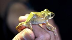 jama v kambodži, živali