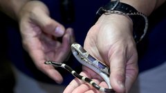 jama v kambodži, živali