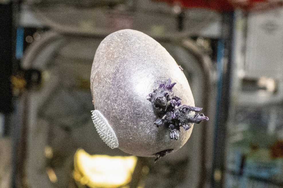 NASA v na vesoljski postaji fotografirala nekaj, kar je ljudem nagnalo strah v kosti: "Zažgite to!" (foto: Profimedia)