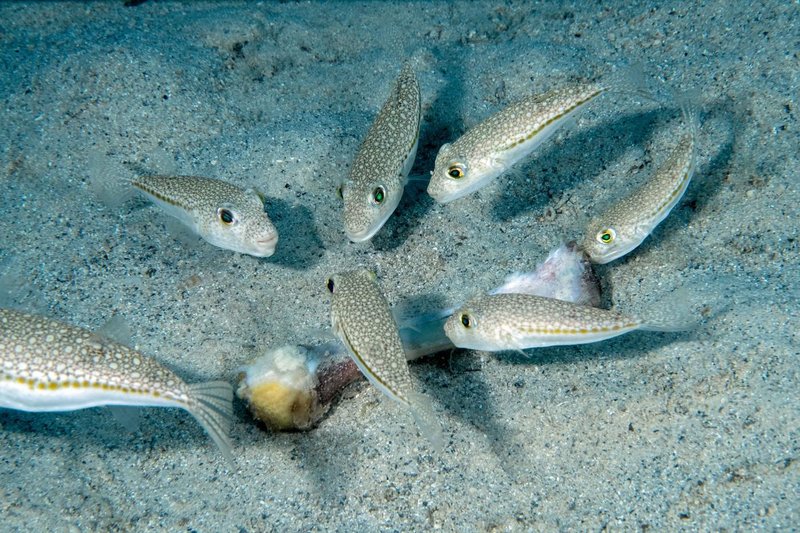 srebrna strupena napihovalka ribe jadran jadransko morje strup nevarnost hrvaska opozorilo